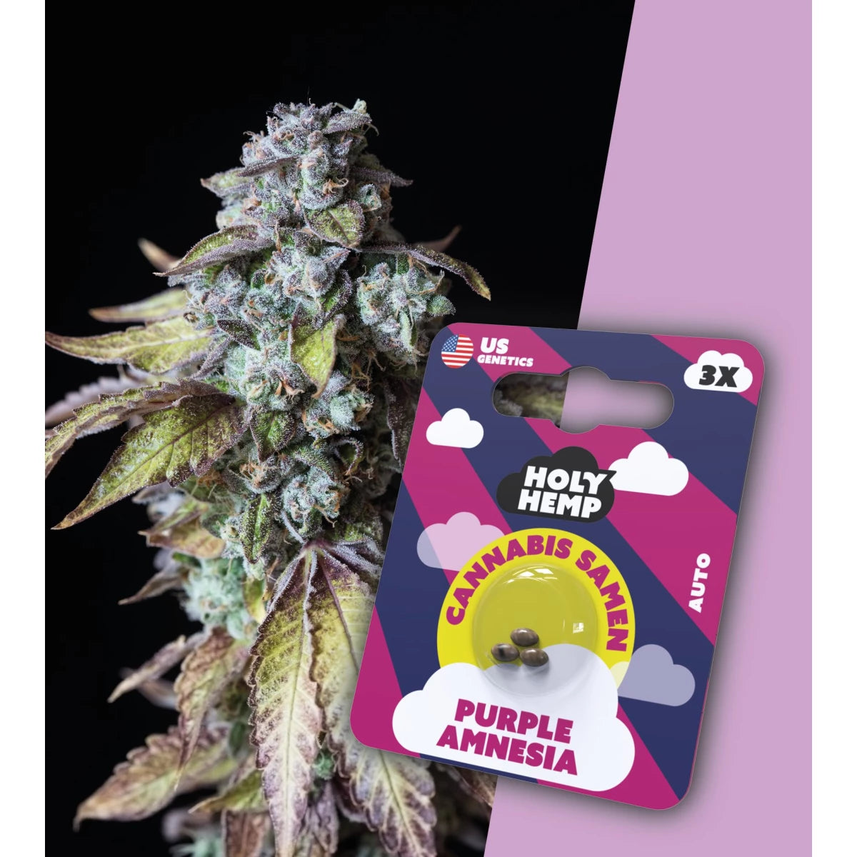 Samen - HolyHemp Purple Amnesia (Auto Flowering)